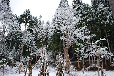 庭の桜の木の枝に雪がついて雪桜になりました。