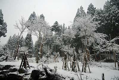 本物の桜の花が待ち遠しいよ～。