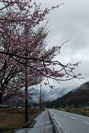 大源太の紅山桜が満開です！