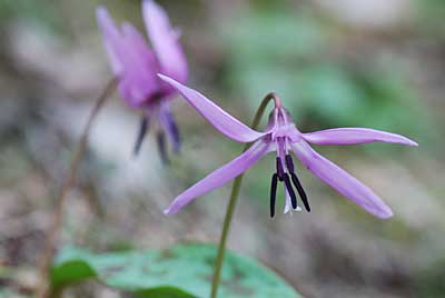 家の裏のカタクリの花が咲き出しました。