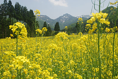 大源太の花の里の菜の花が見頃になって来ました。