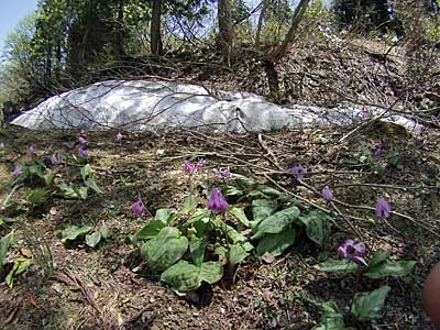 カタクリの花が咲き始めました。