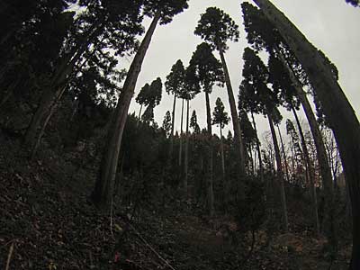 我ながら良く枝打ちした杉林。