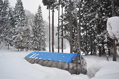 昨日、ハウスの除雪をしたので、かなり降っても大丈夫です。