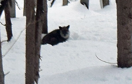 ラッキーにも帰り際にカモシカ2匹に会う