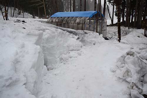 ついでに、ハウスまでの道の除雪もしました。