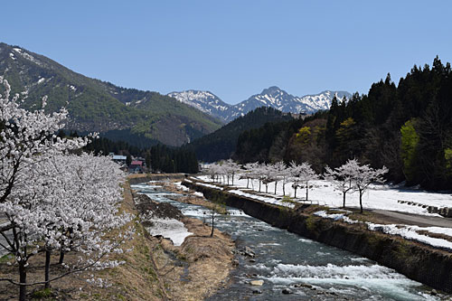 湯沢の桜は満開です。