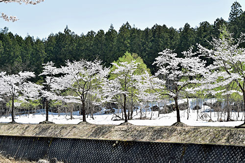 雪と新緑と満開の桜のコラボ。