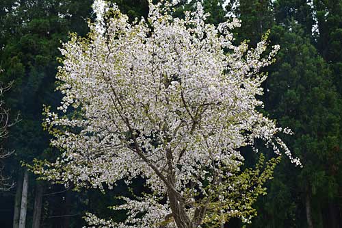 庭の桜が満開です。