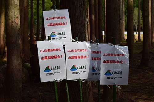 山菜泥棒対策のために看板を立てました。