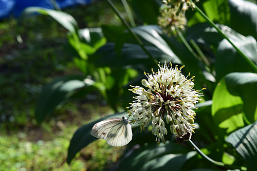 蝶や蜜蜂が蜜を求めて沢山来ています。