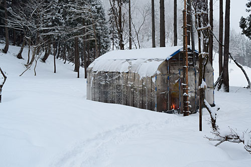 朝から雪模様。