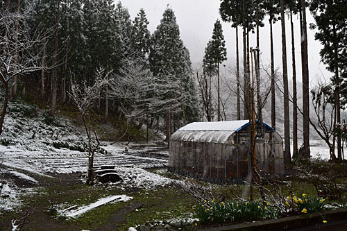 まさかの雪。