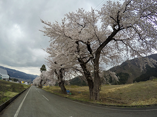 大原の桜