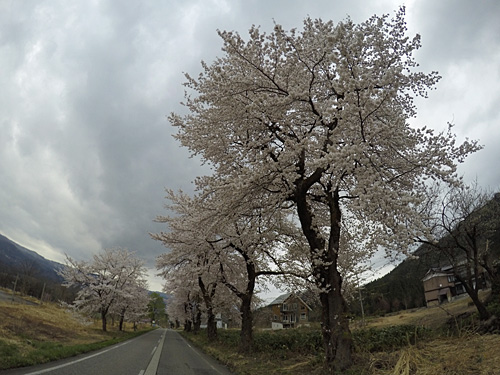 大原の桜2