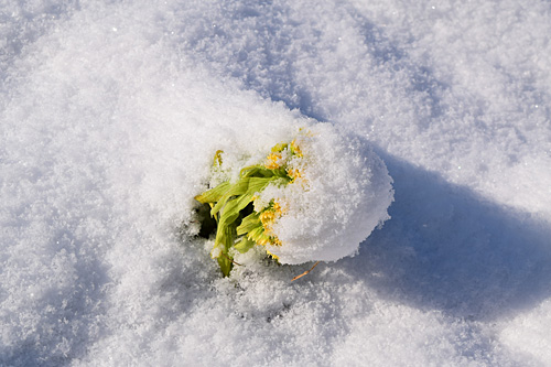フキノトウも雪をかぶってしまいました。
