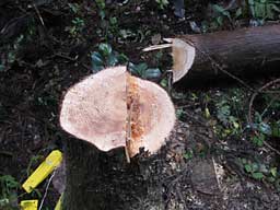 ݂ƂȐ؂