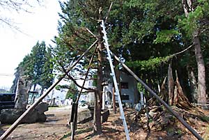 枯れ枝の撤去をしました