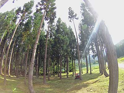 朝イチで昨日、枝打ちした枝をチッパー君に片付けてもらいました。