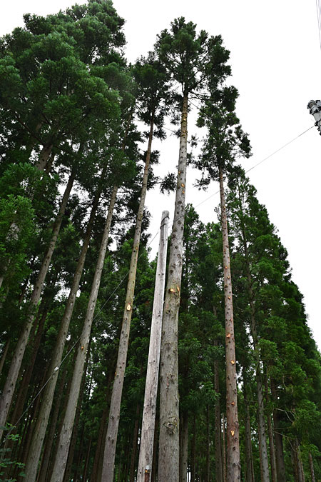 午前中、枝打ち3本。