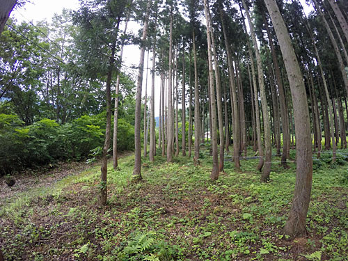 林床の枝打ちが完了しました。