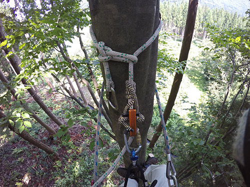 やっぱり木登り器とヒッチハイカーの相性は最高です。