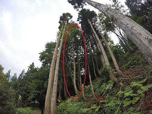 ブナは枝又が狭くてアンカーを設定するのが難しいです。