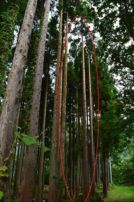 枝打ち３本、トップカットからの伐倒１本。