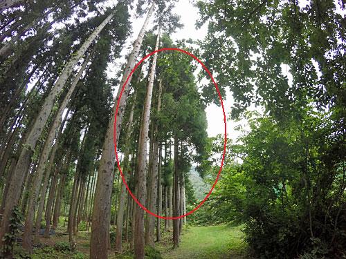 心置きなく枝打ちが出来ました。