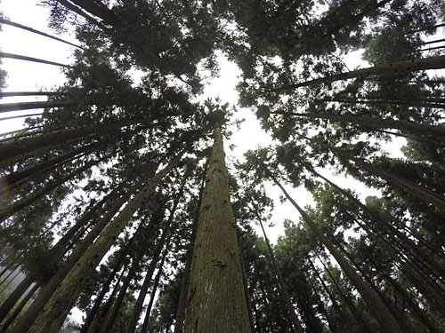 こちらも空が見えるようになりました。