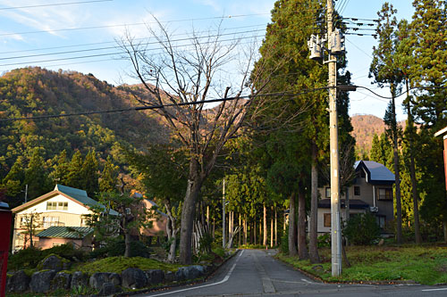 道路の上の枝落とし。