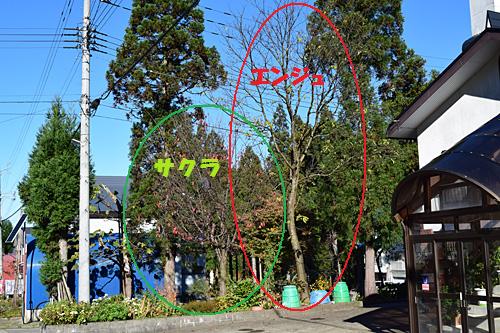 桜とエンジュの枝落としと伐採。