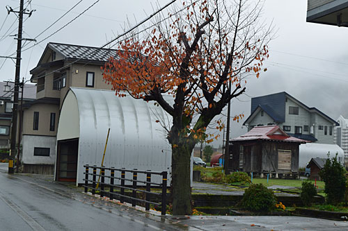 桜の伐採のお話し