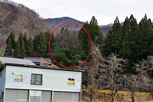 今年、最難関の巨木ケヤキの枝落とし。