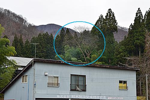 遠くからだと分からないけど、作業後の写真です。