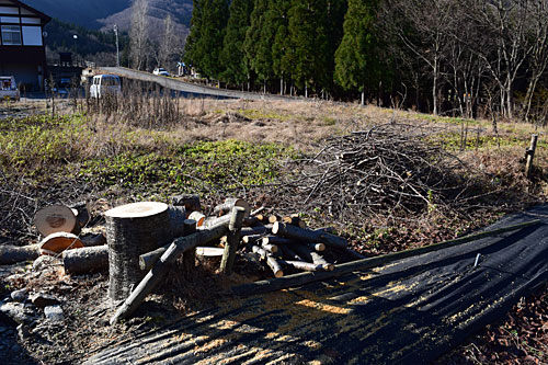桜の枝払いと玉切り