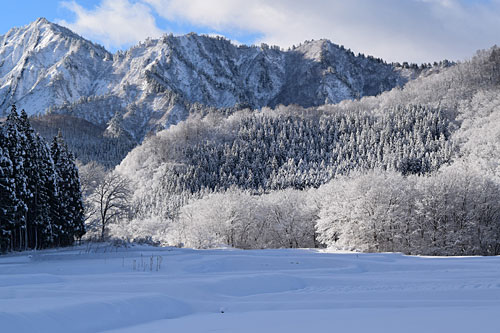 雪の花もきれいです。