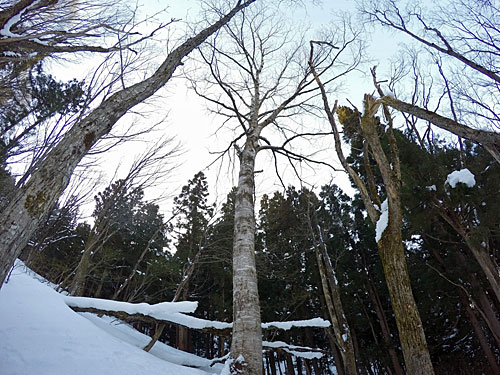 裏山の木登りに行って来ました。