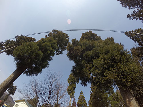 途中から枝が伸びています。