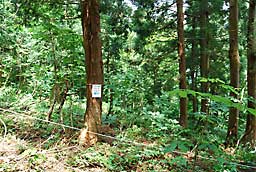 RVAuɂ悤