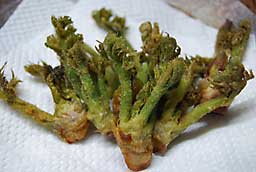 促成栽培したタラの芽の天ぷら