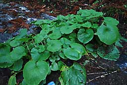 春に植えた畑わさび