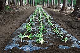 昨年の４月の植栽の様子です。