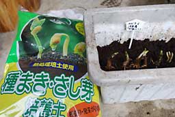 ６～７ｃｍの芽土（発芽専用土）をかぶせます