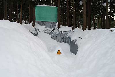 今日の雪室は、こんな感じでした。