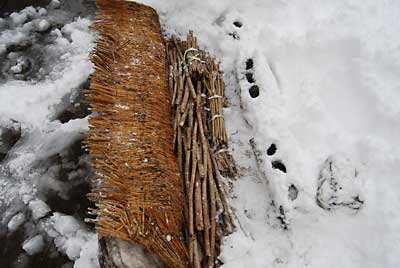雪の中にコモでくるんで保管していたタラの木です