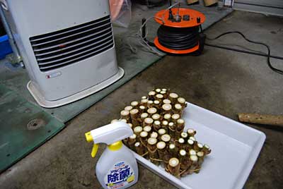 ファンヒーターで、頭の切り口を乾燥させます。