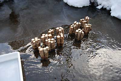 タラの木は輪ゴムで束ねてあるので、水かえも簡単です。