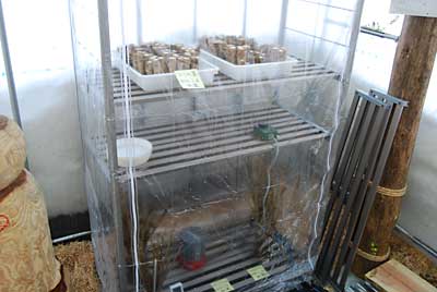 また、２日くらいしたら水を交換します。