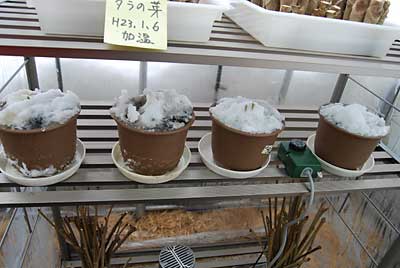行者ニンニクを簡易ハウスの中に入れて加温をしてみることにしました。